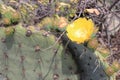Close up yellow flower on cactus and thorns in Hidalgo Mexico Royalty Free Stock Photo