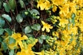 Close up of yellow flower Cat`s claw full bloom Royalty Free Stock Photo