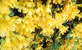 Close up of yellow flower Catclaw Vine