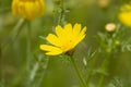 Close up yellow flower Crown Daisy depth of field in wild nature Royalty Free Stock Photo