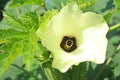 Yellow flower in garden, lady finger