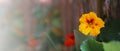 Close-up yellow flower of garden Nasturtium or Indian cress edible food plant with yellow petals and red hearts on blurred leaves