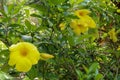 Close up of yellow flower, Golden Trumpet, Allamanda cathartica, on green leaves blurred background, macro. Yellow Golden Trumpet Royalty Free Stock Photo