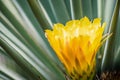 Close up of the yellow flower of a hedgehog Echinopsis cactus blooming in a garden in California; green background Royalty Free Stock Photo