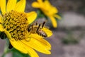 A close-up of a yellow flower with a huntsman spider holding a bee victim Royalty Free Stock Photo