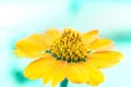 Close up yellow flower with ligh blue background tone Royalty Free Stock Photo