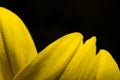 Close up yellow flower macro