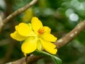 Close up Yellow flower of Micky mouse flower with blur background Royalty Free Stock Photo