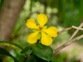 Close up Yellow flower of Micky mouse flower with blur background Royalty Free Stock Photo