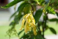 Close up Yellow flower name is Ylang-ylang