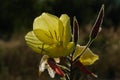 A close up of yellow flower of Oenothera biennis (common evening-primrose, evening star, sundrop) in dew in the field Royalty Free Stock Photo