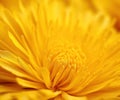 Close-up of yellow flower. petals of yellow flower. Extreme close-up of petals. Beautiful Bright Flower Background