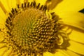 A close-up of a yellow flowers center, showing detailed texture and patterns with visible seeds Royalty Free Stock Photo