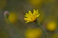 Close up of yellow flower , selective focus, shallow depth of field Royalty Free Stock Photo