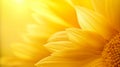Close up of yellow flower. Selective focus, space for text. Royalty Free Stock Photo
