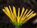 Close up of a yellow flower in summ