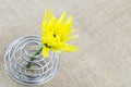 Close up the yellow flower on the table Royalty Free Stock Photo