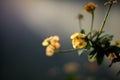 Close up yellow flower