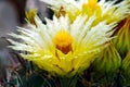 Close-up of a yellow flowering cactus flower. Royalty Free Stock Photo