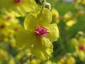 Close-up of yellow flowering denseflower mullein Verbascum densiflorum