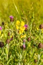 Close up yellow flowering Field lathyrus, Lathyrus pratensis,