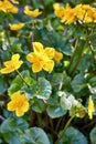 Close-up of yellow flowering marigold. With a blurred background Royalty Free Stock Photo