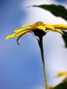 Close-up of yellow flowering plant against sky Royalty Free Stock Photo