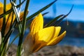 Close-up of yellow flowering plant against sky Royalty Free Stock Photo