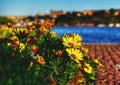 close-up of yellow flowering plant against sky Royalty Free Stock Photo