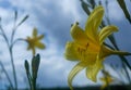 Close up of yellow flowering plant against sky Royalty Free Stock Photo
