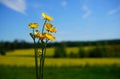 close-up of yellow flowering plant on field against sky Royalty Free Stock Photo