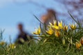 Close-up of yellow flowering plants on field against sky Royalty Free Stock Photo