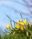 Close-up of yellow flowering plants on field against sky Royalty Free Stock Photo