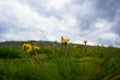 Close-up of yellow flowering plants on field against sky Royalty Free Stock Photo