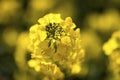 Close Up Of a Yellow Flowering Seed Plant