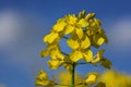 Close up of a yellow flowering rapeseed plant with yellow pollen, against a blue sky Royalty Free Stock Photo