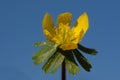 Close-up of a yellow flowering winterling Eranthis hyemalis, a small flower blooming in March, against a blue sky in nature.