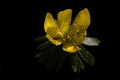 Close-up of a yellow flowering Winterling Eranthis hyemalis, a small flower blooming in March, against a dark background. Drops