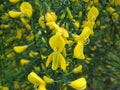 Close up of yellow flowers of the blooming furze Cytisus scoparius