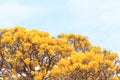 Close up yellow flowers blossom in spring time on sky background. Royalty Free Stock Photo