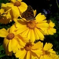 Close-up with yellow flowers and a butterfly on a dark background. Royalty Free Stock Photo