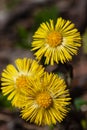 Close-up yellow flowers of coltsfoot in meadow in spring on dark background