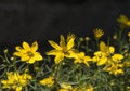 close up of yellow flowers of coreopsis Royalty Free Stock Photo
