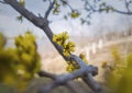 Close up yellow flowers of Cornus mas, the Cornelian cherry, European Cornel or dogwood. Spring season blooming tree Royalty Free Stock Photo