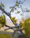 Close up yellow flowers of Cornus mas, the Cornelian cherry, European Cornel or dogwood. Spring season blooming tree Royalty Free Stock Photo