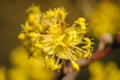 Cornus mas plant Royalty Free Stock Photo