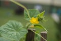 yellow cucumber flowers