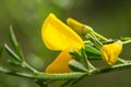 Close up yellow flowers of Cytisus scoparius, common broom or Scotch broom. Family Fabaceae, Spring, Royalty Free Stock Photo