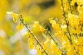 Close up yellow flowers of Cytisus scoparius, syn. Sarothamnus scoparius, common broom or Scotch broom. Family Fabaceae Royalty Free Stock Photo