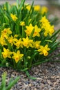 Close-up yellow flowers of daffodil with six tepals surmounted by corona